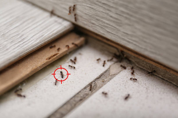 Best Affordable Pest Control Services  in Emah, OK