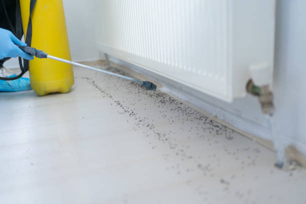 Best Termite Control Services  in Emah, OK