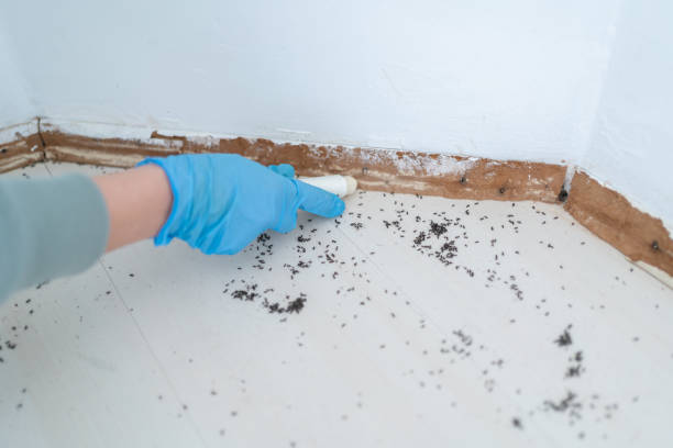 Trusted Okemah, OK Pest Control Experts
